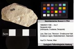 Foto (Objket + Etiketten) von Decapoda indet. 